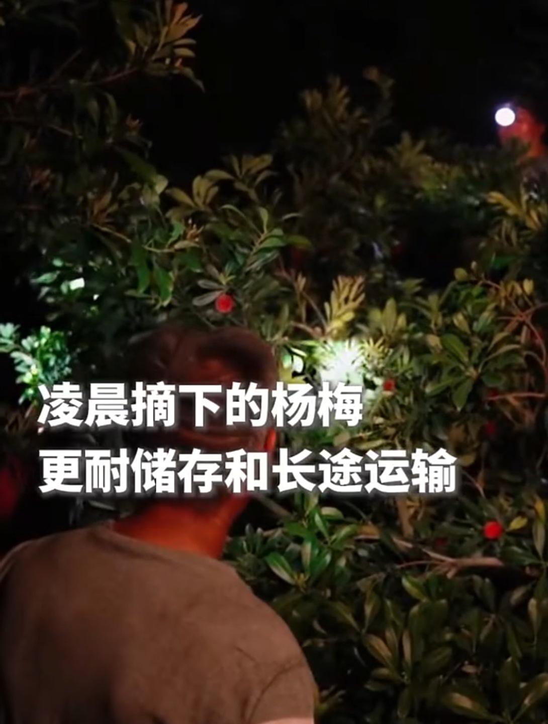凌晨4点，果农的头灯点亮了整座山岭。可今年的杨梅，红得让人心碎。

清晨四五点，