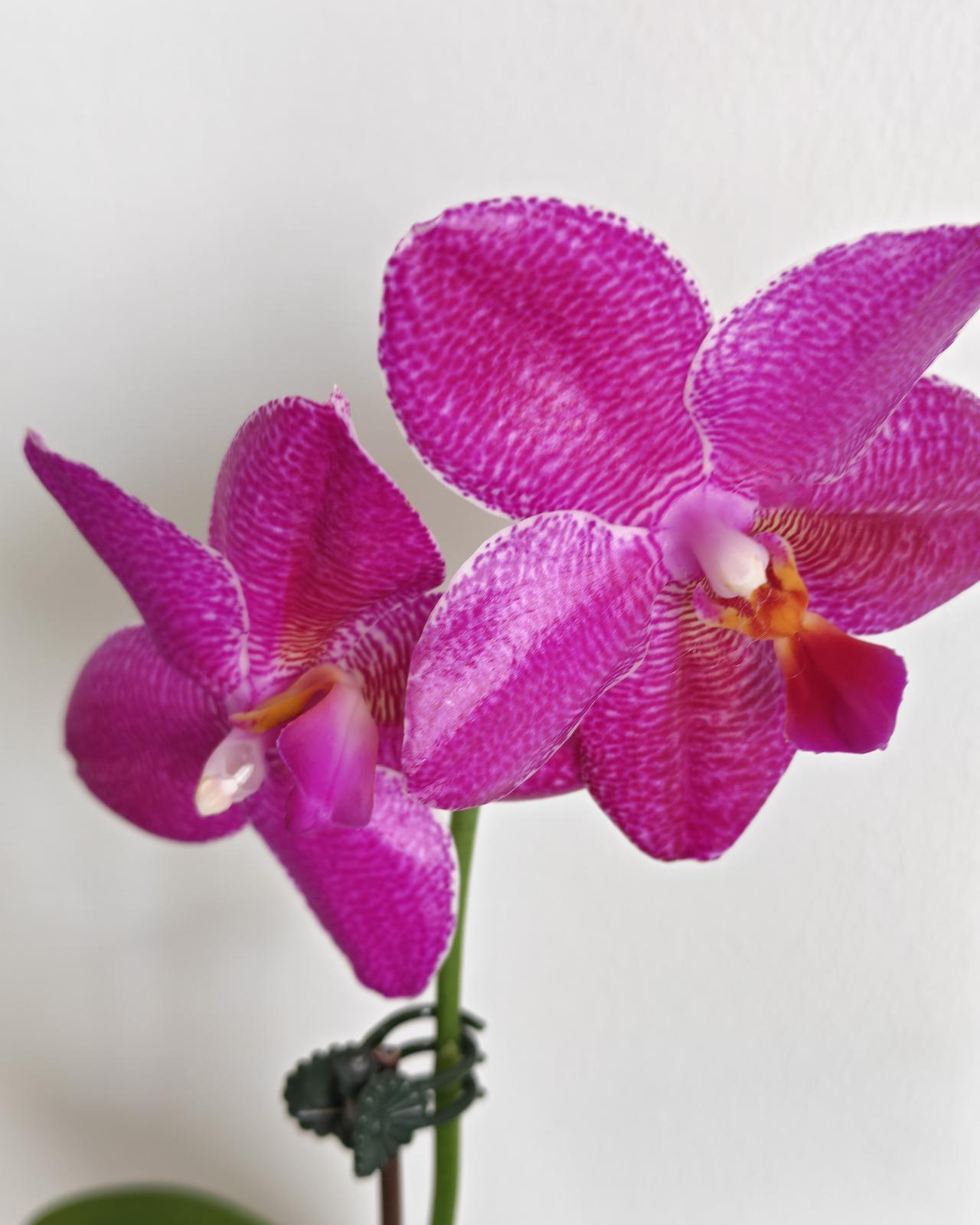 蝴蝶兰漂亮，还带香味谁不喜欢呢。