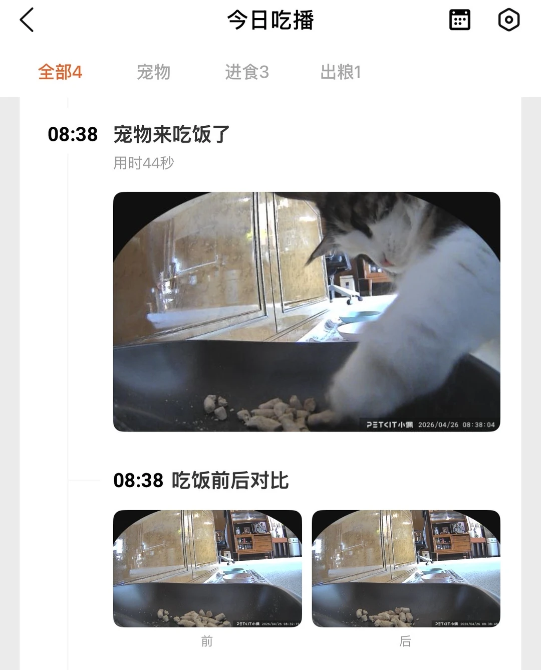 你们的猫也手抓饭吗？