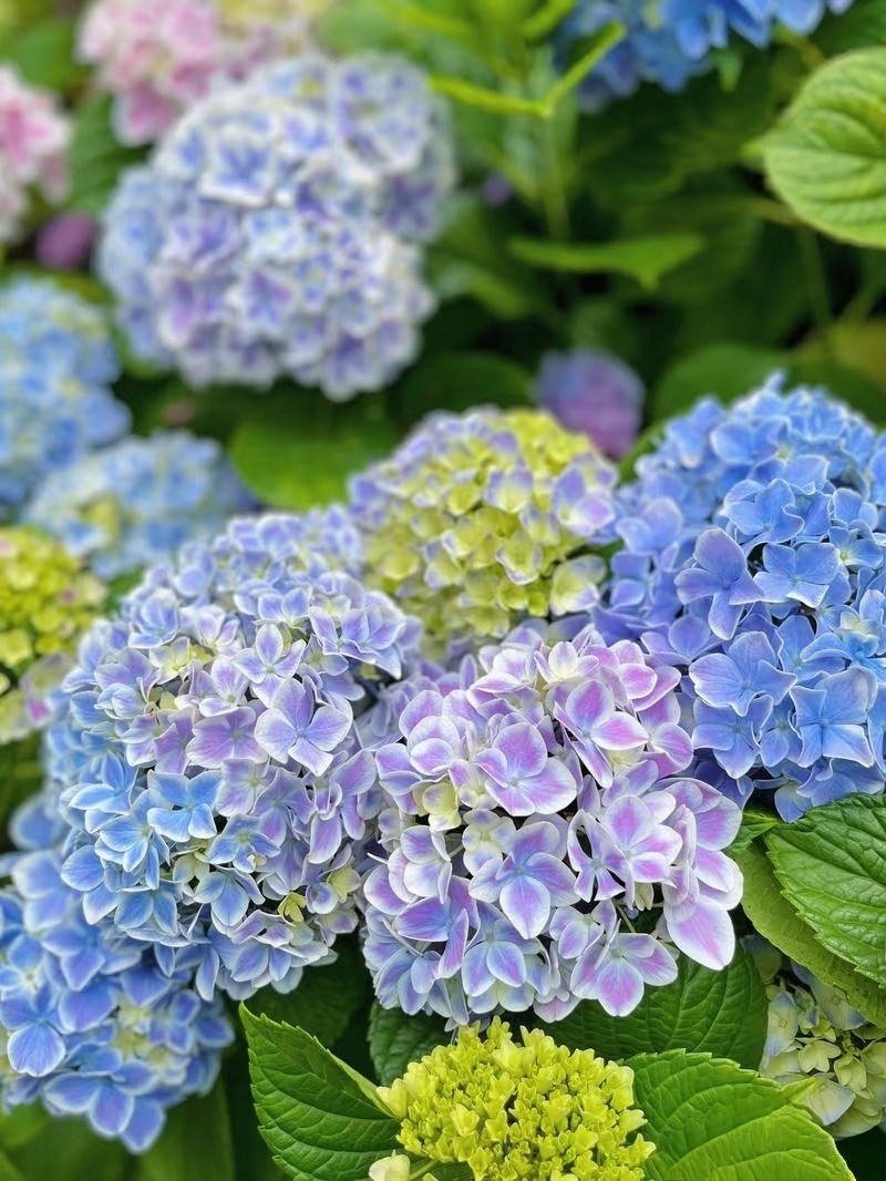 绣球花种植方法一、腐殖土壤绣球花在腐殖土壤上生长最佳，需要选取3:3:2:2配制