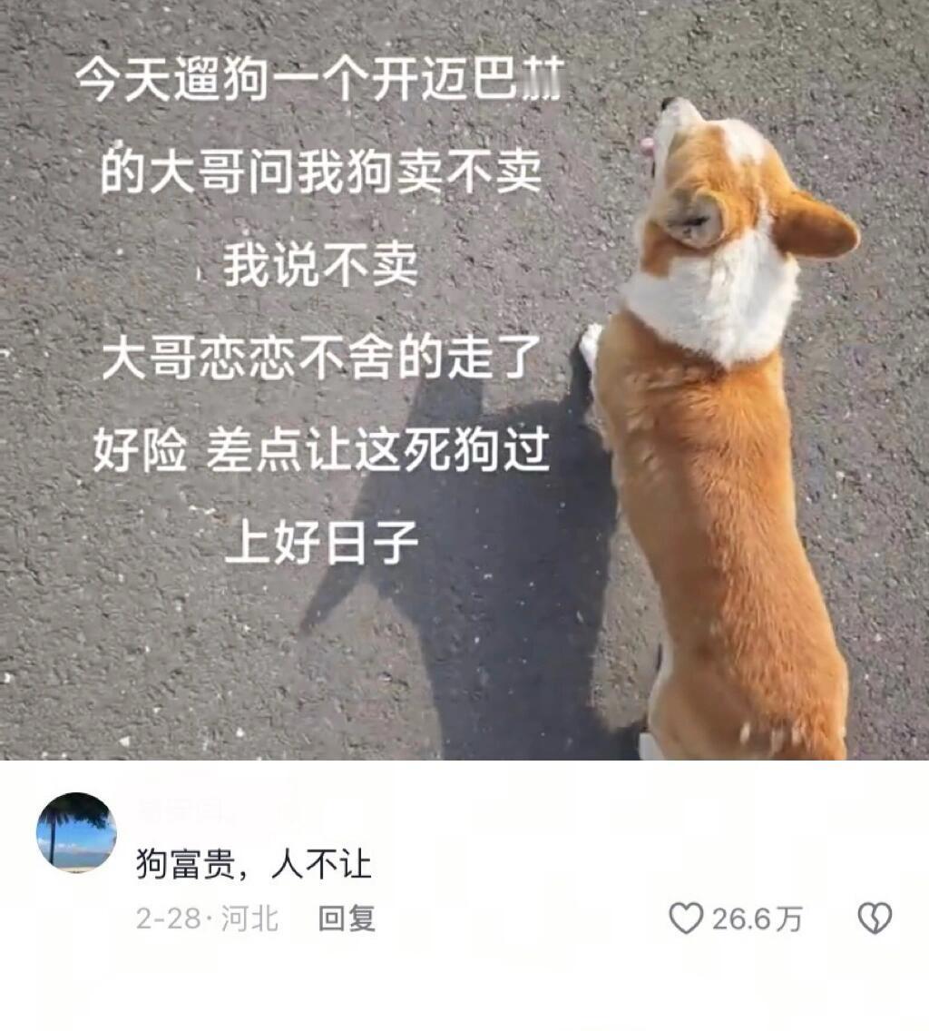 狗：差点过上好日子了 ​​​