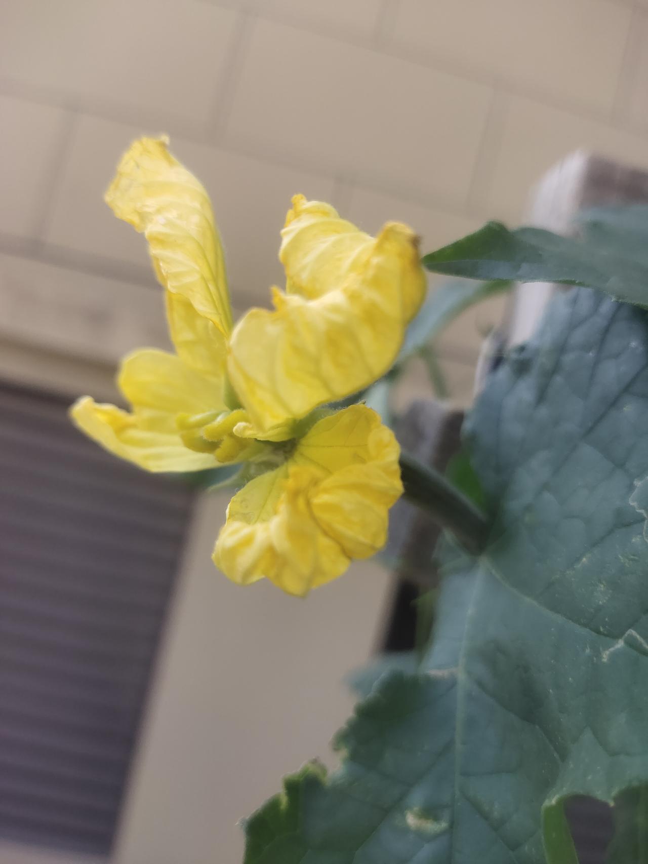 我认为甜粽子