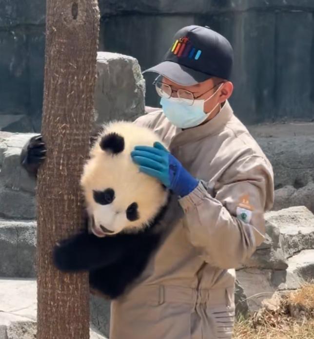 事实证明:独苗苗确实能集万千宠爱于一身！奶爸奶妈们对曼兰崽的宠爱达到了极致，真的