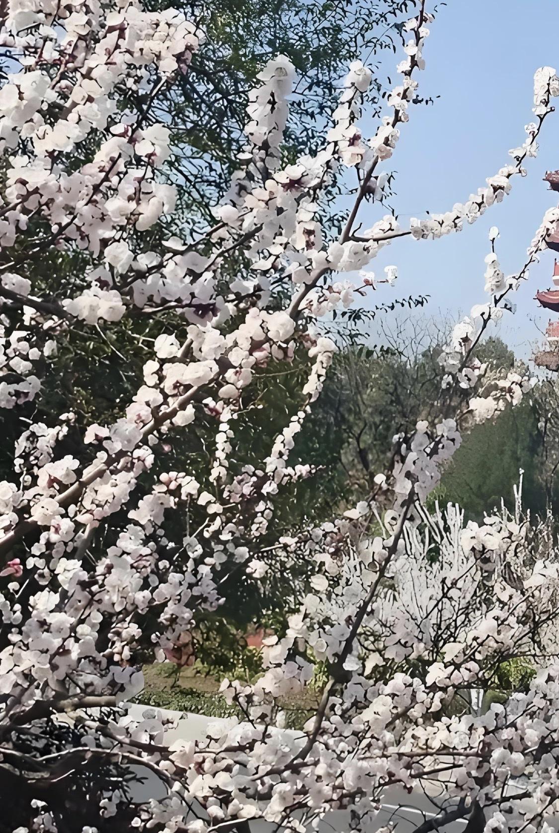 风摇春杏花香远，请君赐下联我要对的下联是，霜打秋枫韵味长。