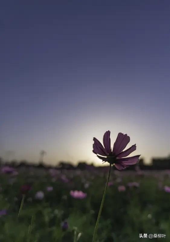 醉花醒·夜语

青海湖畔的夜露，悄悄润湿了格桑花的裙裆。蜷在酥油灯摇曳的光晕里，