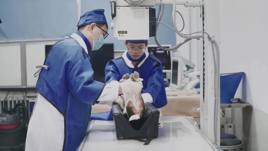 今年高考志愿填报中，部分高校动物医学专业投档线反超临床医学。以扬州大学为例，其动