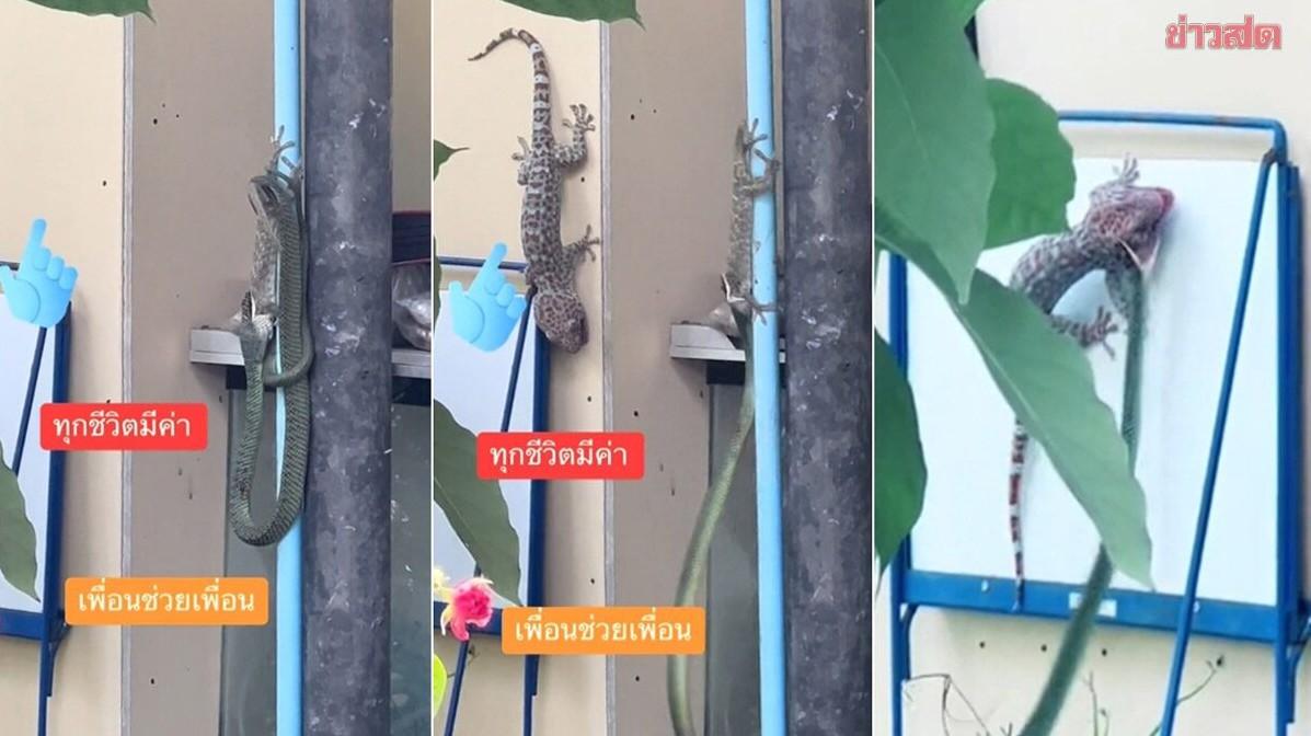 泰国一名男子近日目睹青蛇和壁虎对决的场面，当时青蛇正在捕食一只体型较小的壁虎，都