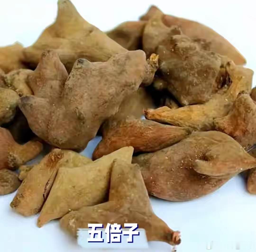 五倍子本质并非果实，是盐肤木被蚜虫刺激长出的虫瘿，别名百虫仓、文蛤，李时珍将其称