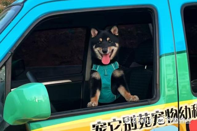壹点调查｜“五一”小长假带火宠物寄养，济南有商家日收费近千元