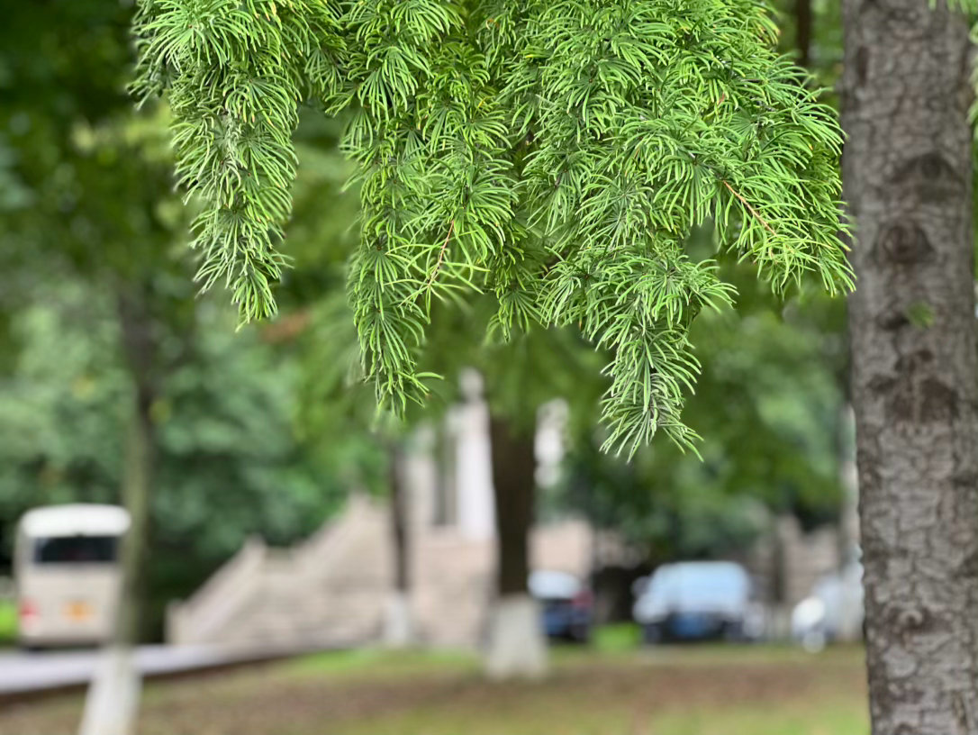 今晨十分凉爽，三伏天里能遇上这样的清凉，实属难得。我在食堂吃早餐，放眼望去男多女