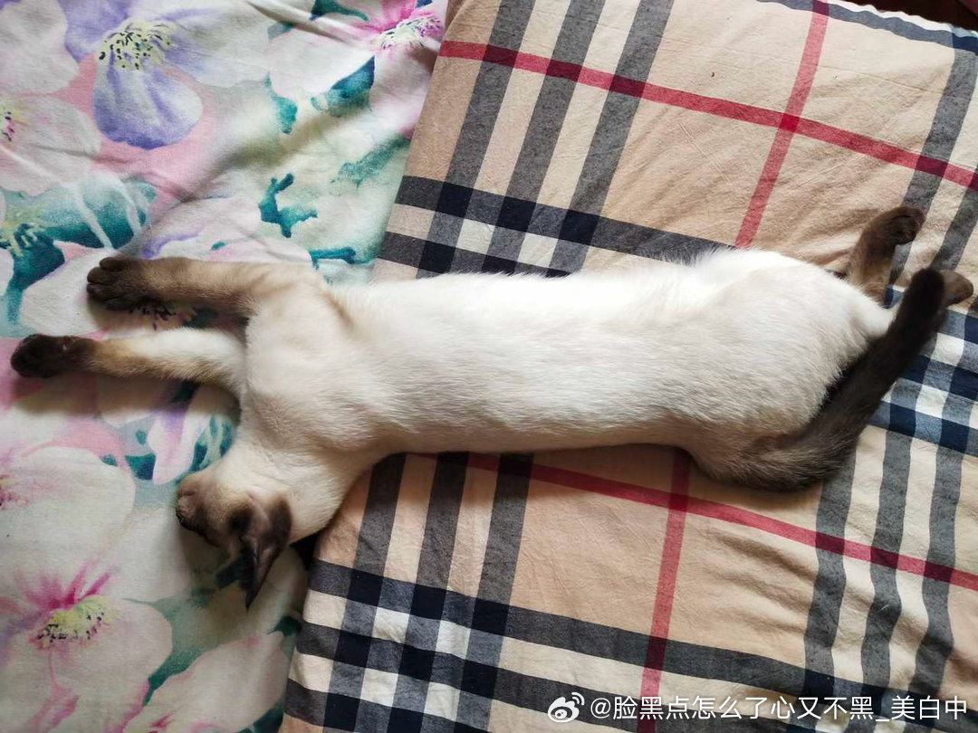 4074只黑脸世界上最美的猫青春版。 