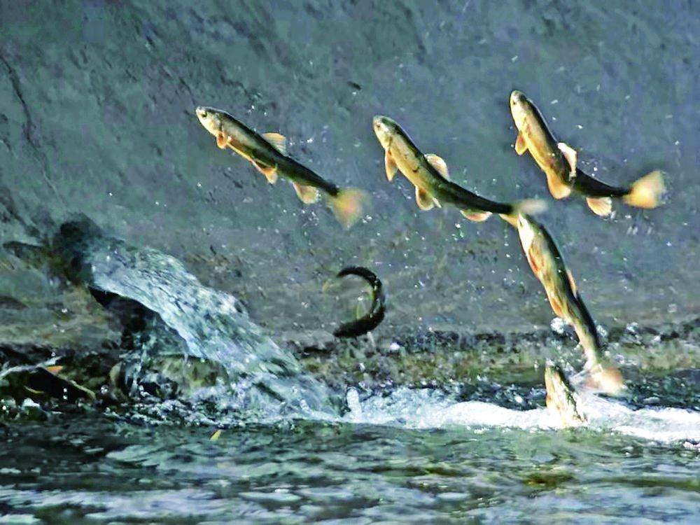 生存与繁殖
       每年6至8月，青海湖湟鱼开启逆流而上的生命远征。它们从
