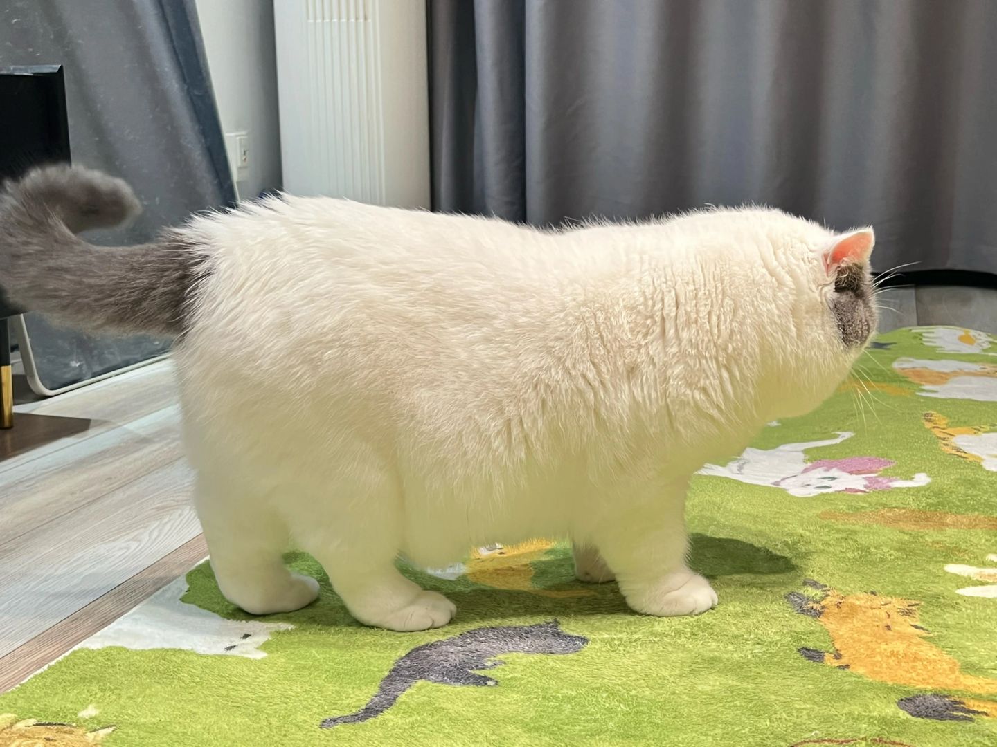养了一辆猫车