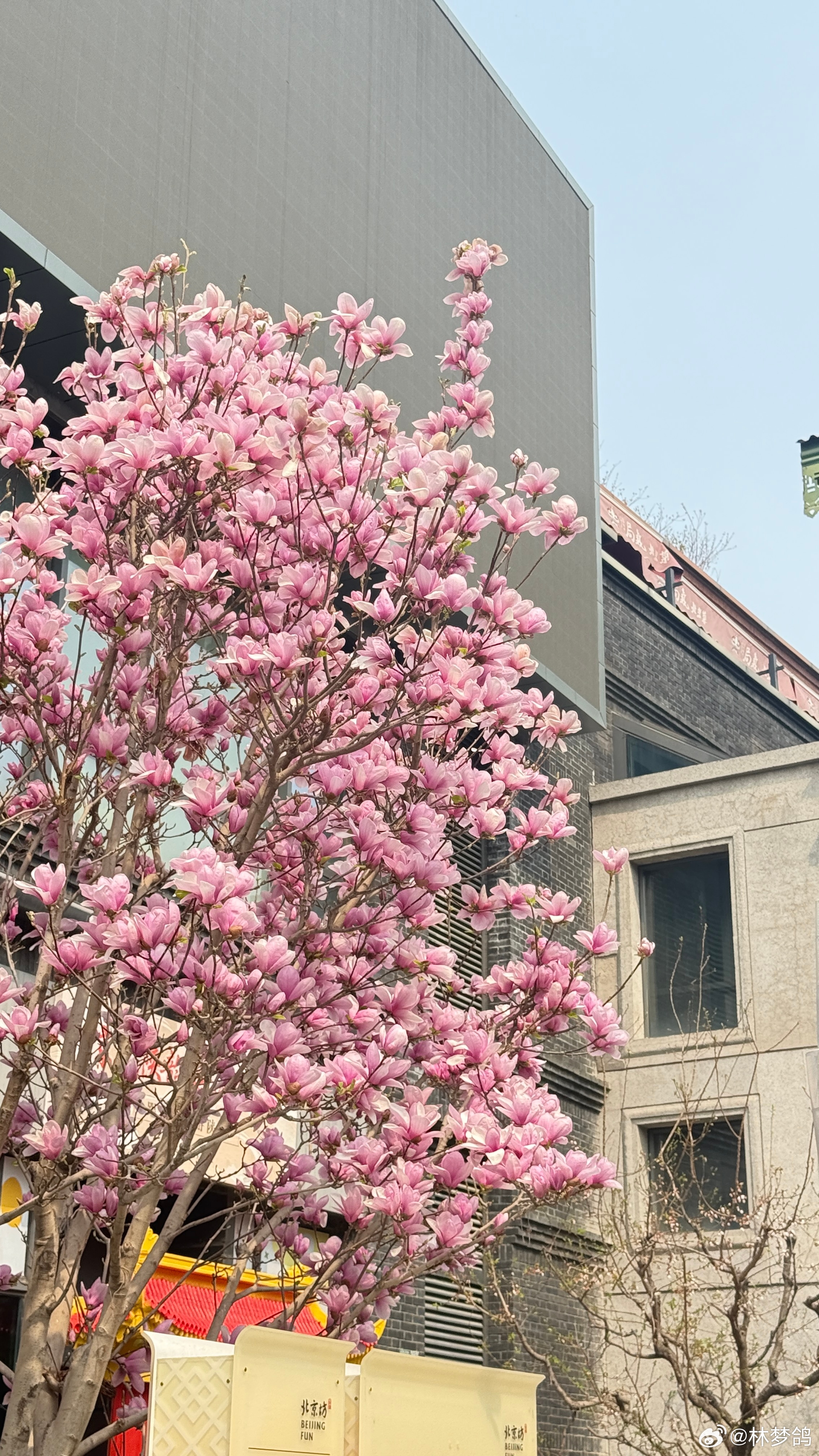 春天来啦希望各级国字号一起开花儿❤️国足中国男足vs喀麦隆