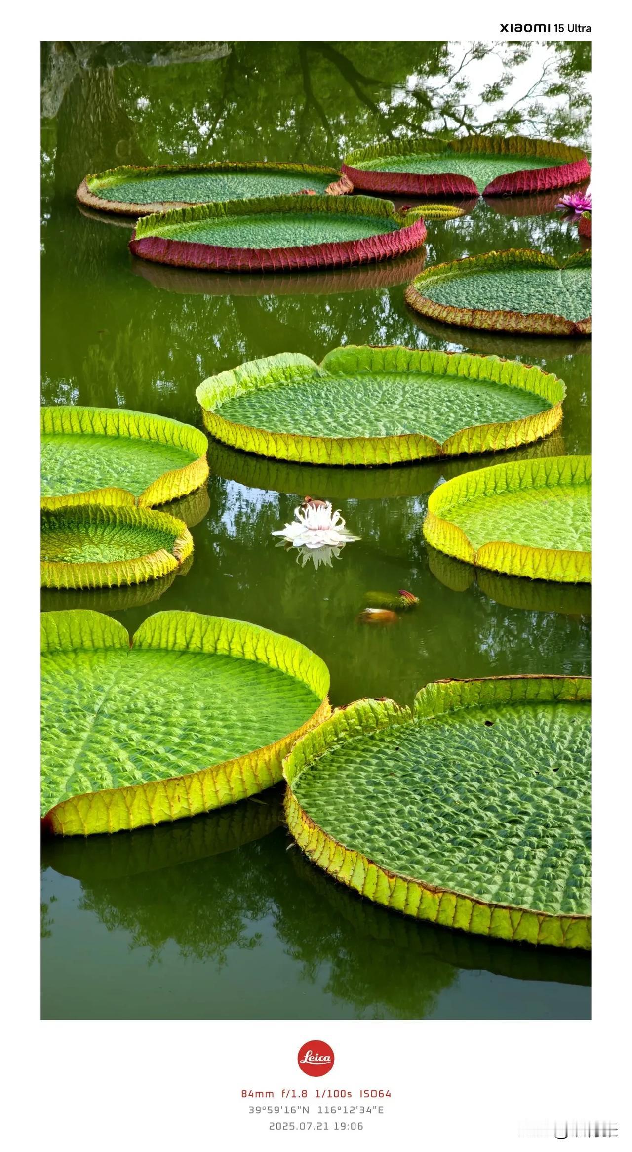 国家植物园南园的霸王莲和睡莲正是观赏的最佳季节！
（ Xiaomi 15 Ult