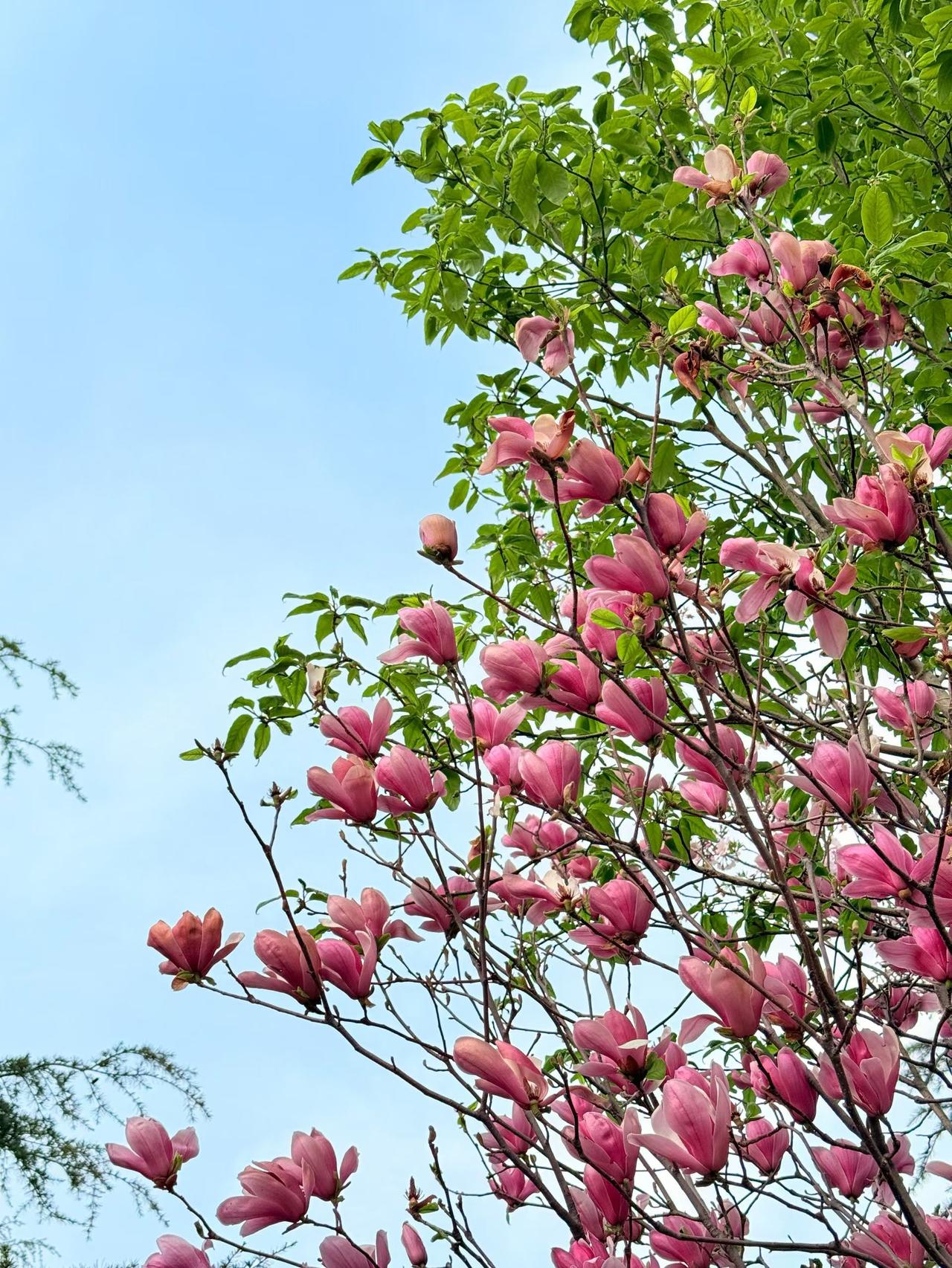 。晚上去运河边看灯光秀，朗吟楼、清风楼亮灯超美，拍照巨出片 。想吃火锅鸡就去03