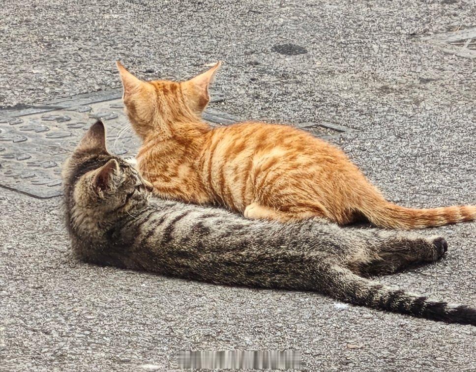 小区垃圾桶边上的两只休憩的小野猫离得近怕他跟过来上海