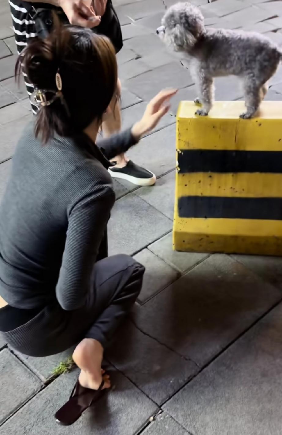 这小狗为什么这么受欢迎？
