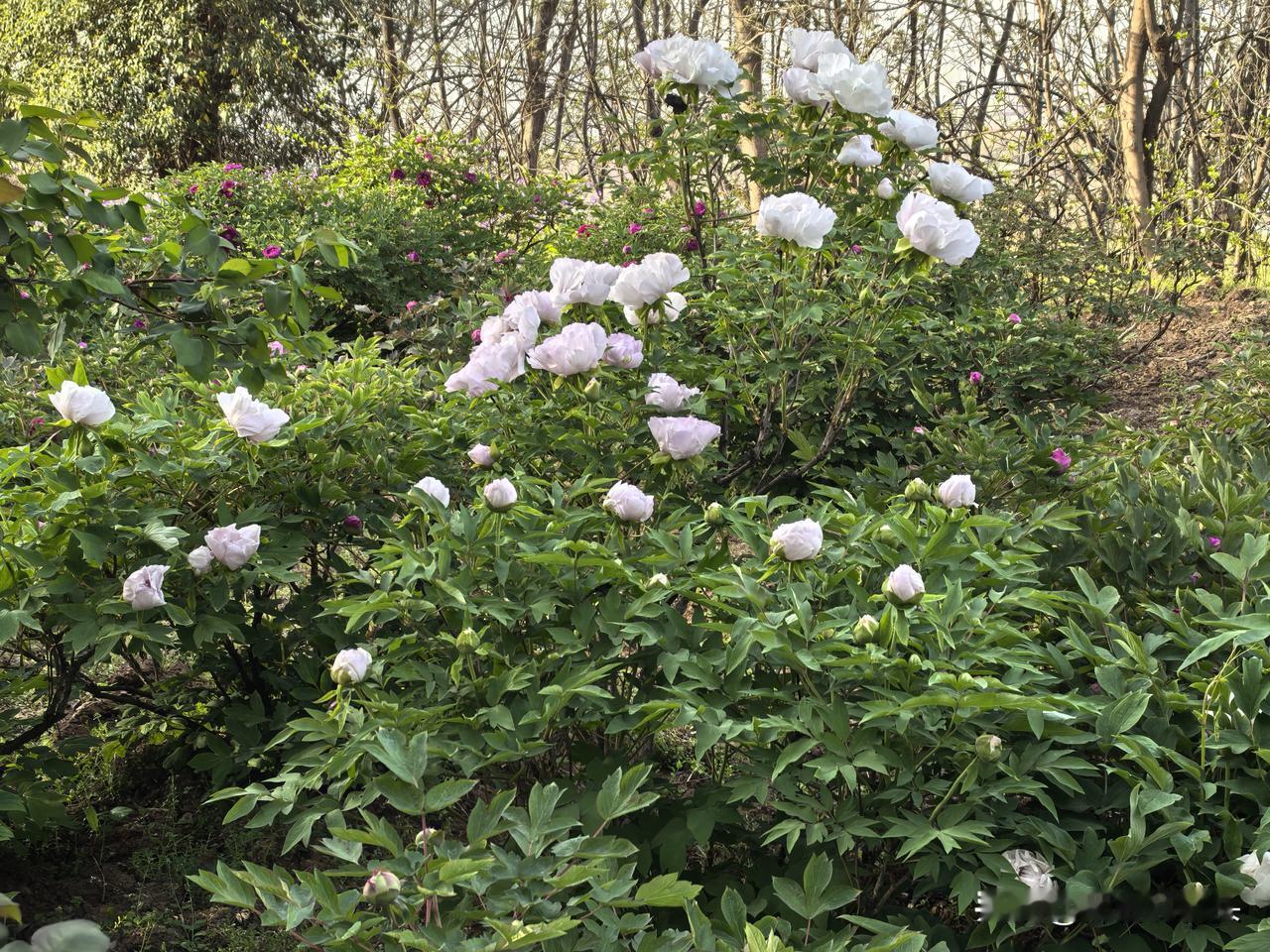 公园里的牡丹见多了，阿姑泉的牡丹很不一般。首先，阿姑泉牡丹园在秦岭山脚下，西安环