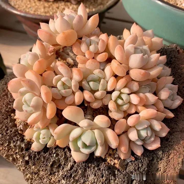 玉露凝香，粉润如脂。
#多肉植物小精品#