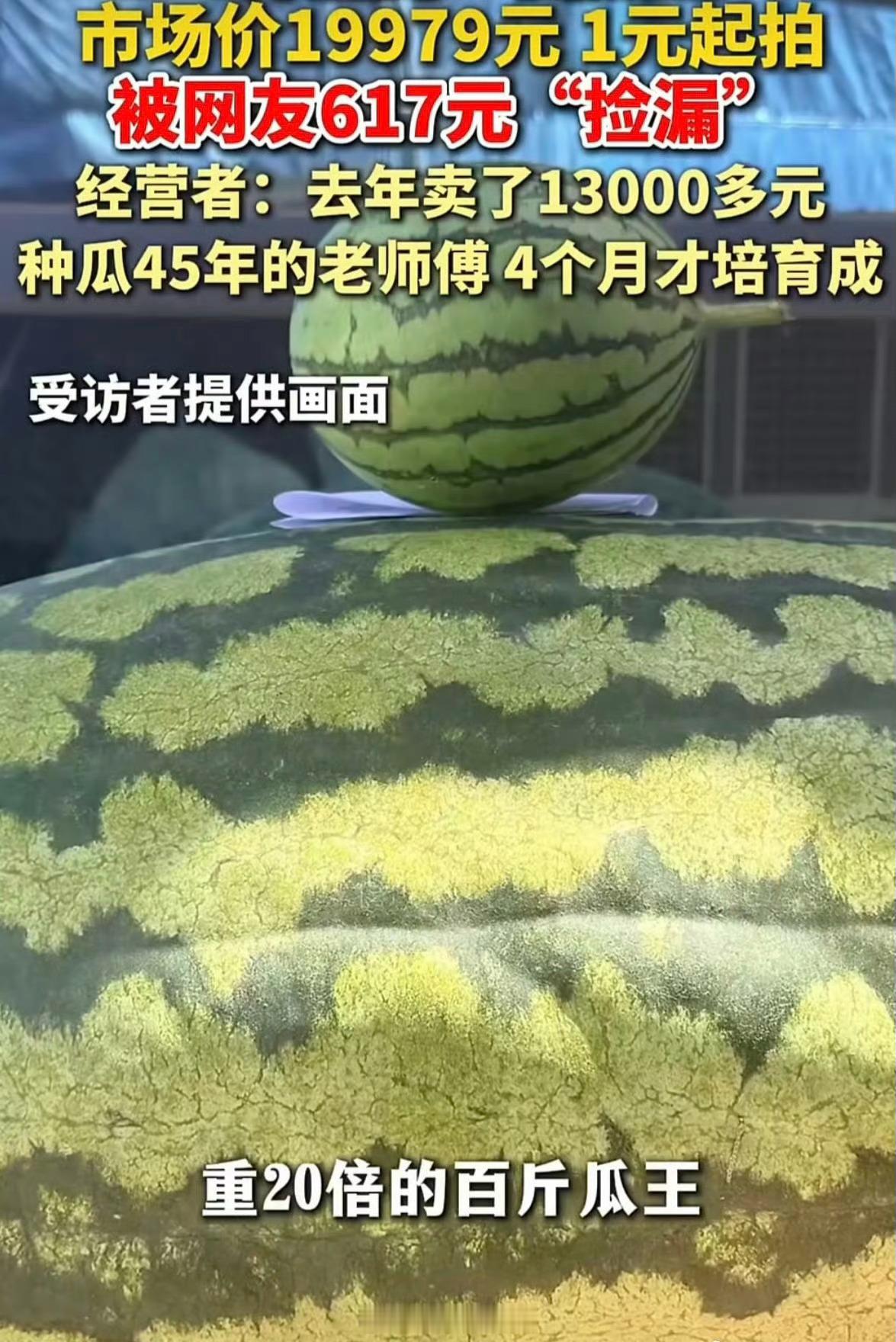 120斤西瓜瓜王拍卖仅617元成交一个重达120斤的巨型西瓜，市场价19979元