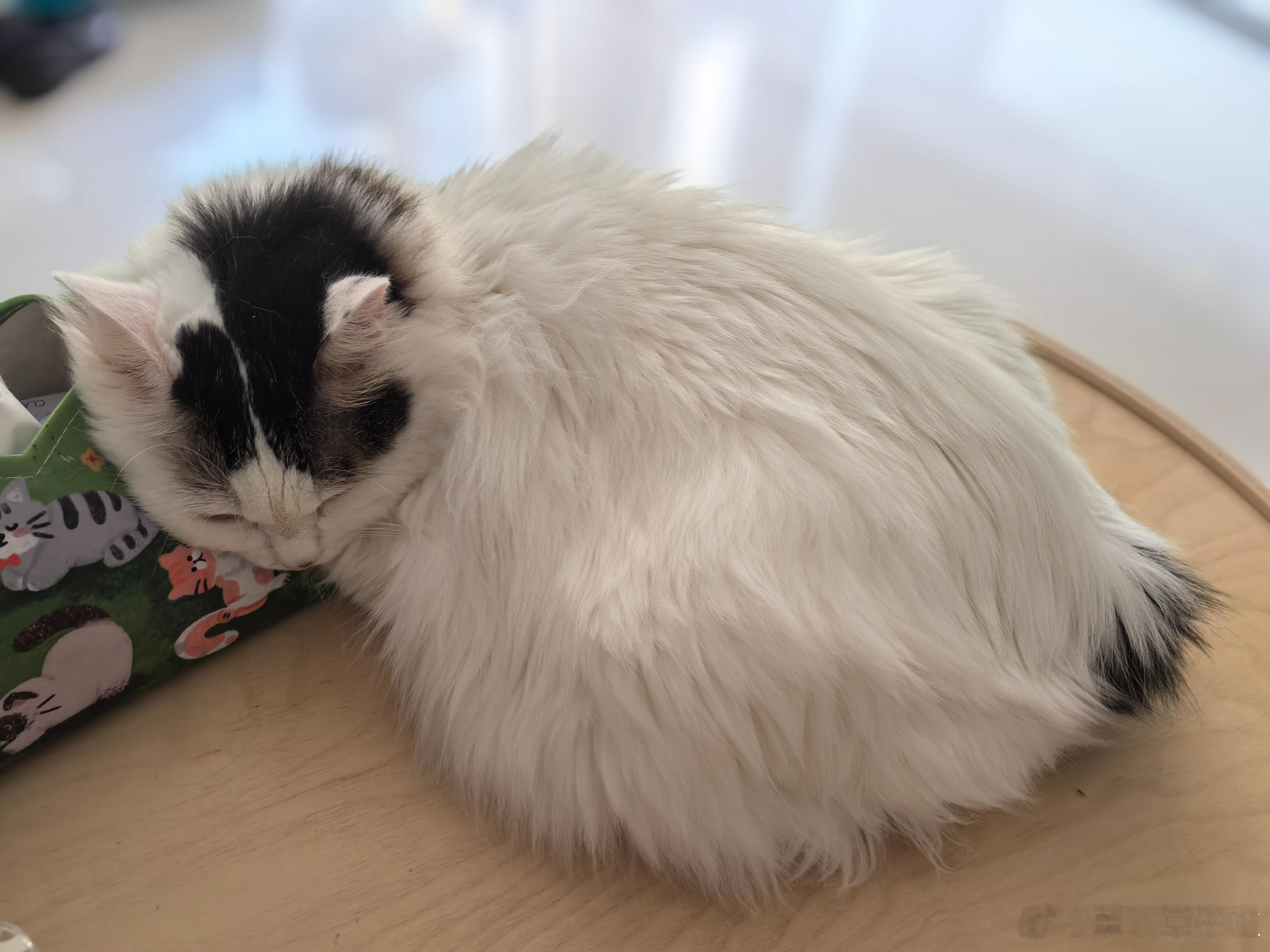 生活手记 每天看我醒了她就困了💤🐱！处暑安康，用好心情迎接周末和最美秋天的到