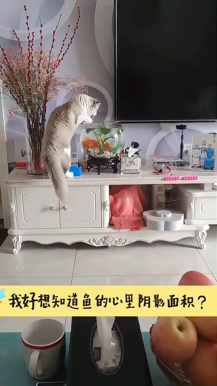 🐱猫的好奇心到底有多强？我家猫简直是好奇宝宝本宝！
1️⃣只要我一拿快递盒，它