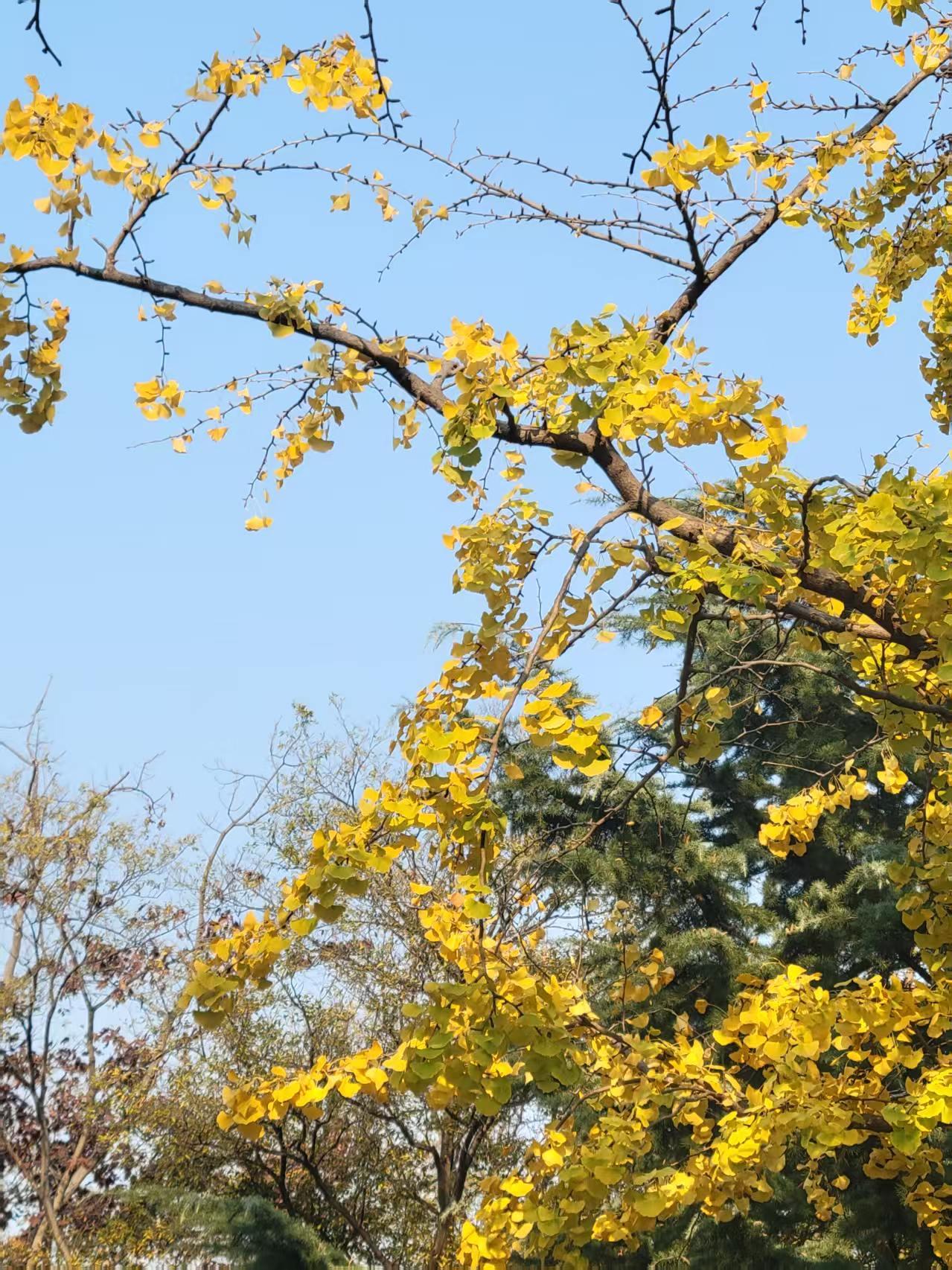 青岛八大关金色的银杏叶，清透而柔和，在阳光下显得格外金灿灿。