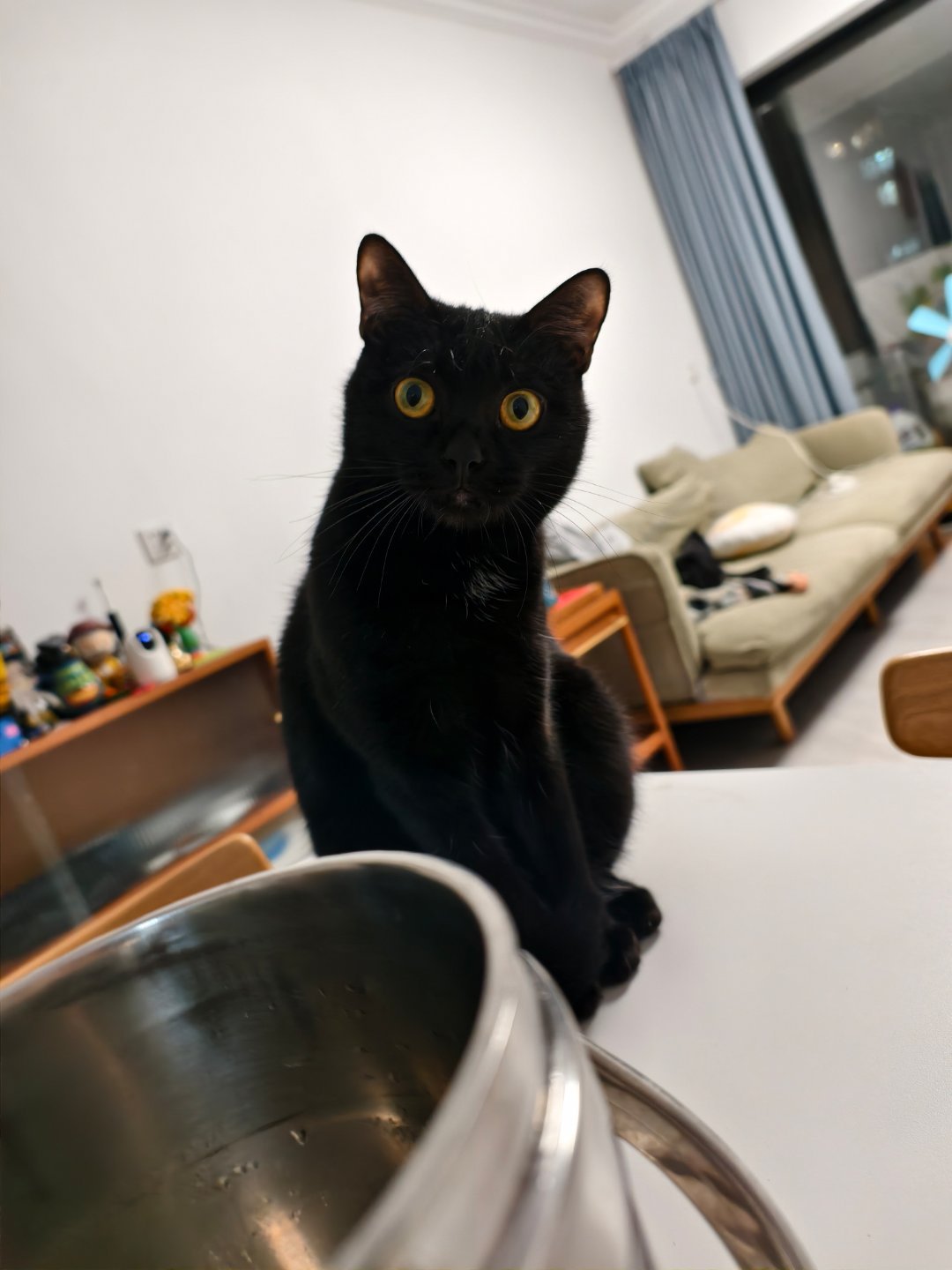 🐱：我有两个爸爸 