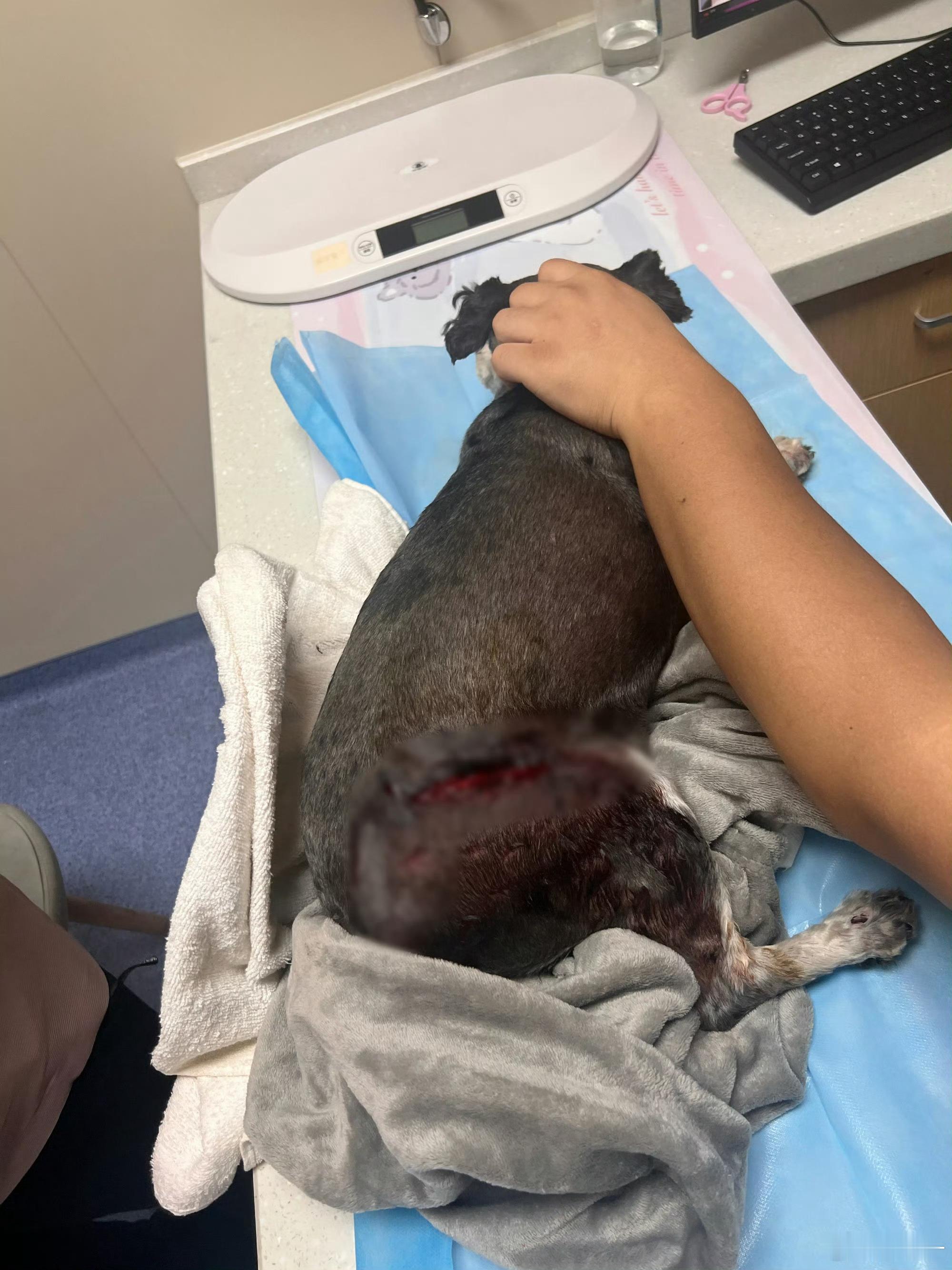 王锵家狗狗被恶意砍伤 6月5日，透露自己家的狗狗被恶意砍伤，送到宠物医院救治，狗