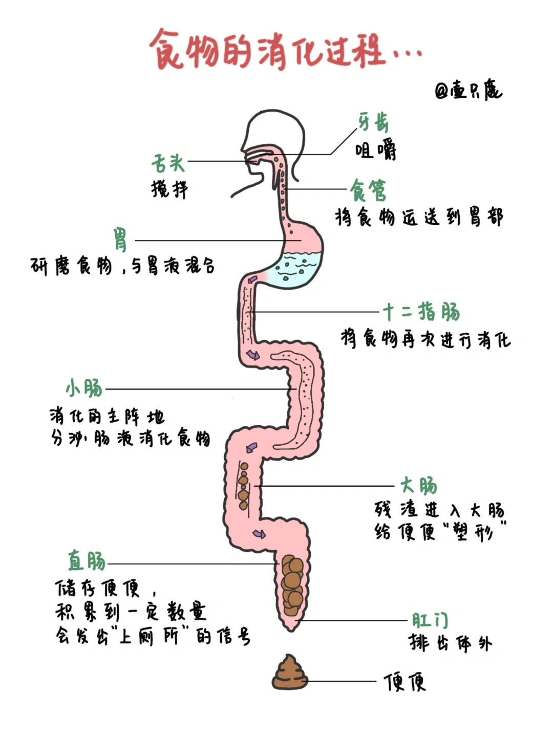 医学生笔记｜食物的消化🧐