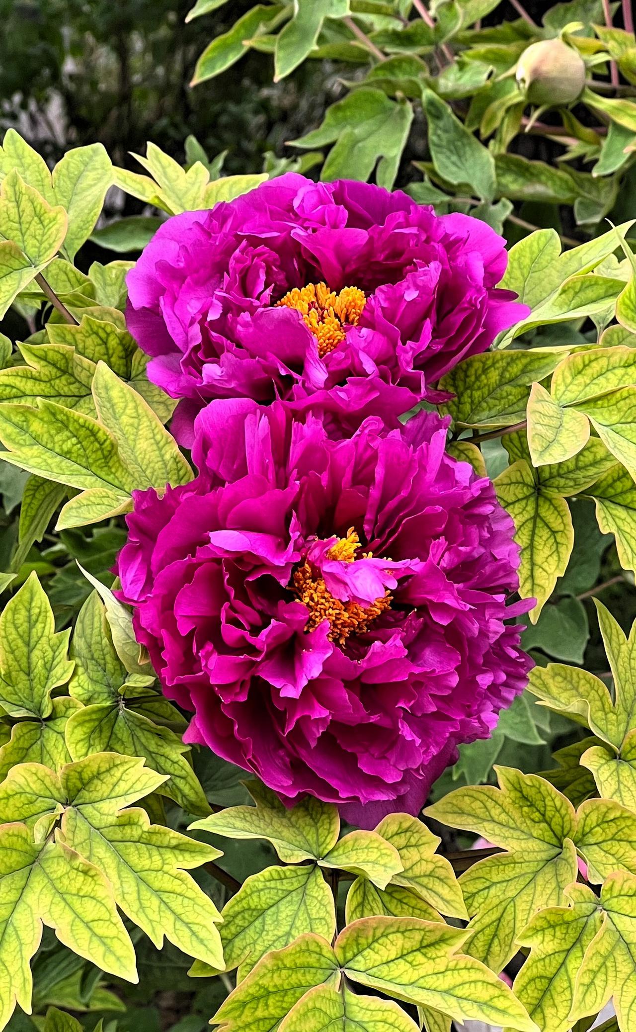 春日赏花：惊艳的紫色牡丹花，绽放在绿叶间，靓丽迷人的色彩，美不胜收.晒图笔记大赛