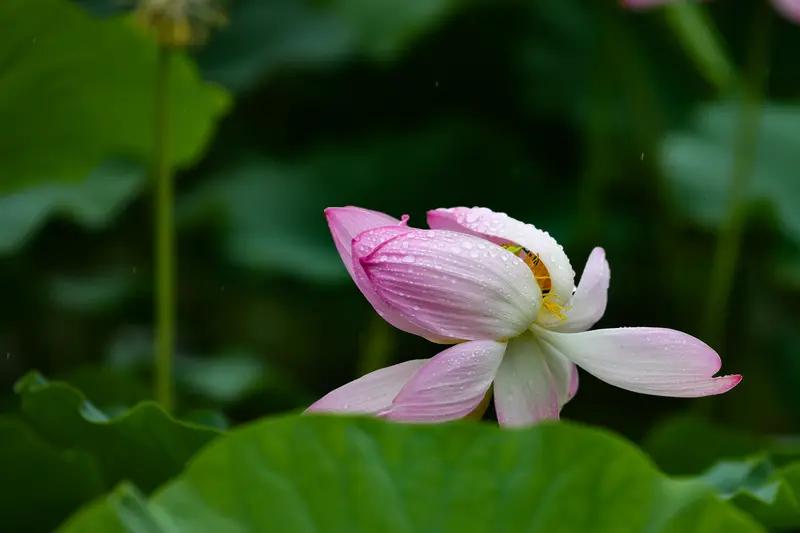 看到“夏雨荷花艳”这个上联，我脑海里一下子蹦出“秋风桂子香”这句下联。
夏雨时节