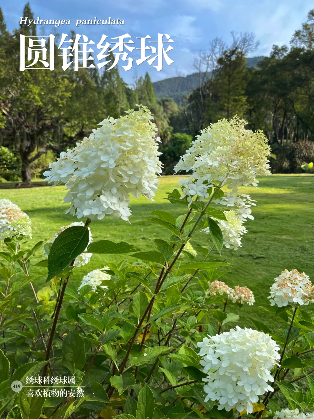 福州植物打标419｜ 圆锥绣球