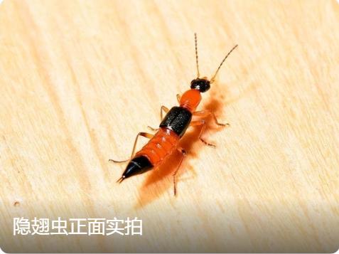 入夏之后隐翅虫进入高发活跃期，武汉市第七医院皮肤科一个上午就接连接诊 12 名同