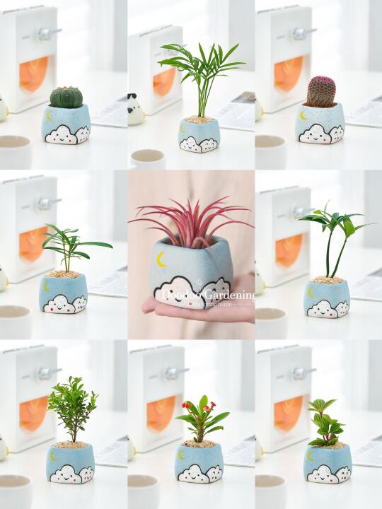 这是什么神仙绿植啊～好可爱！
