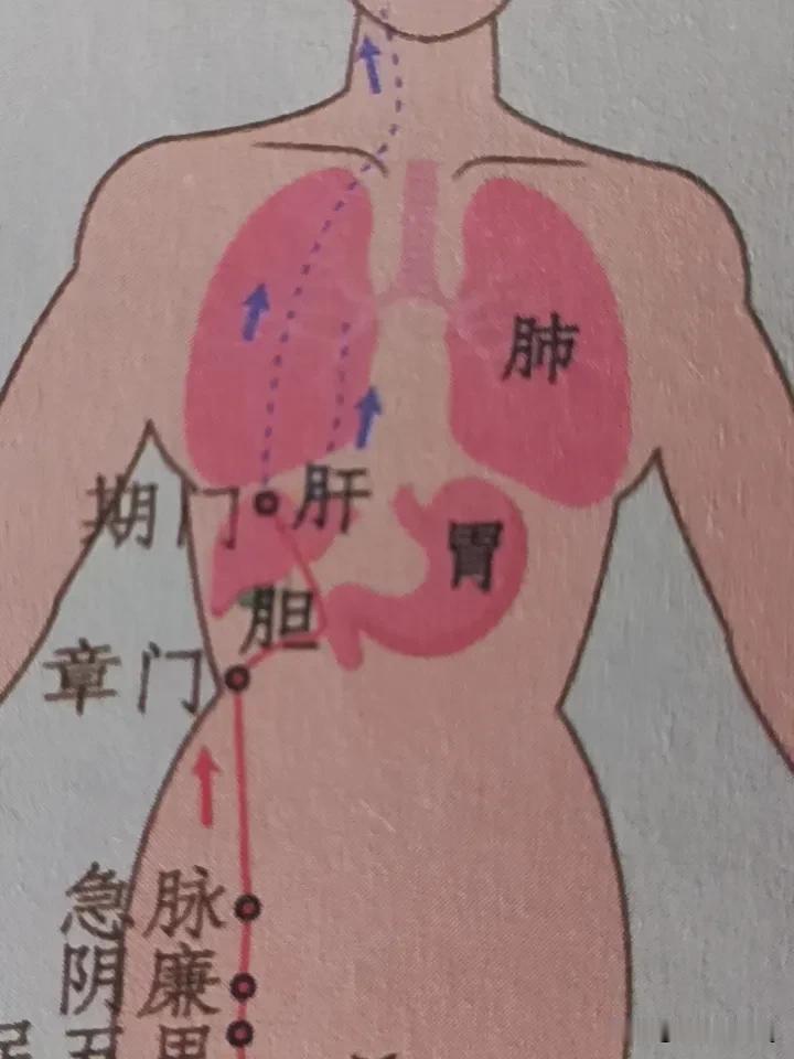 中医会不会逐渐被西医替代？答案肯定是不会。
就拿老慢支来说，西医医院做雾化、吃抗