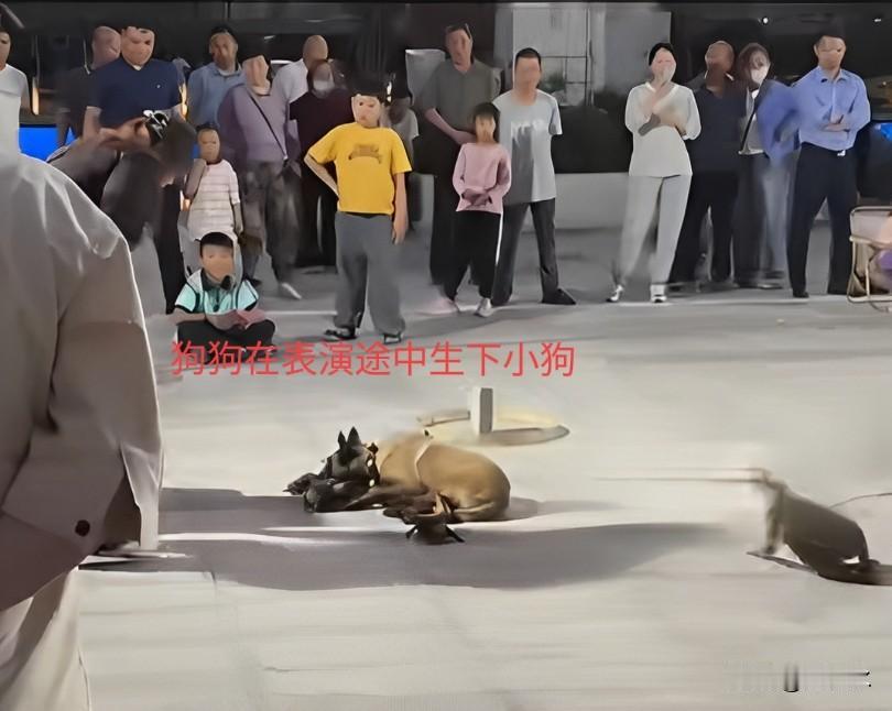 一场街头动物表演看的人心酸又生气！
这只马犬在表演途中生下几只小狗狗，它还没来得