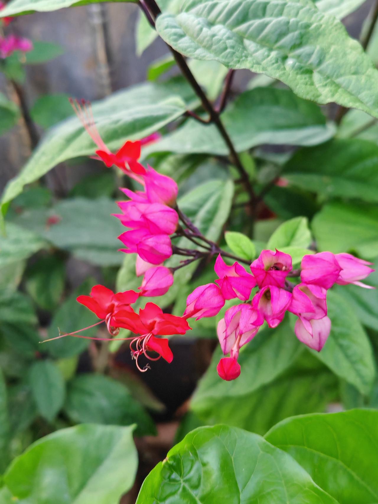 龙吐珠开花了，颜色真特别，一朵花从淡红到粉红，再到鲜红，颜色逐渐加深，真的很特别