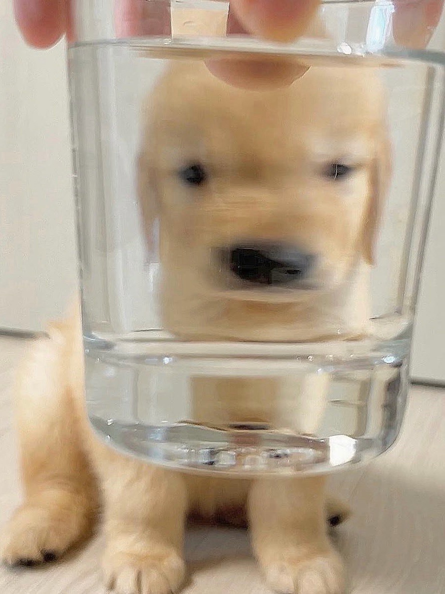 智商低 