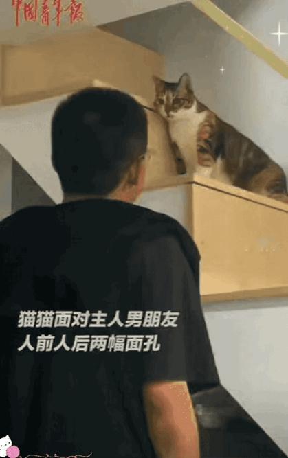 厦门小伙见女友，
猫竟当面萌背后“揍”？
这变脸戏码比人都真！

小伙以为猫咪冲