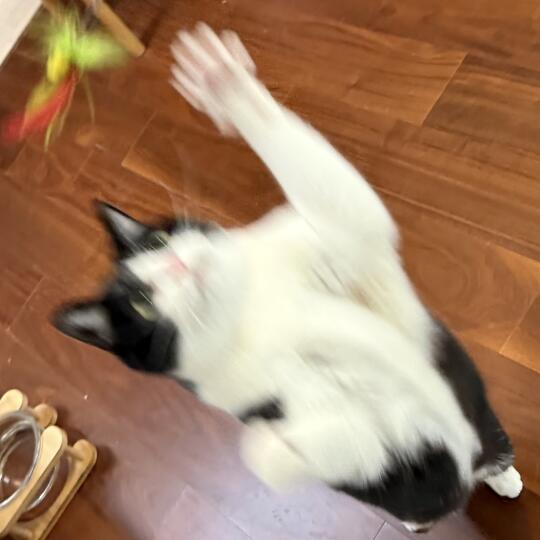 早上出门时家里出现巨无霸飞蛾，俩猫疯了