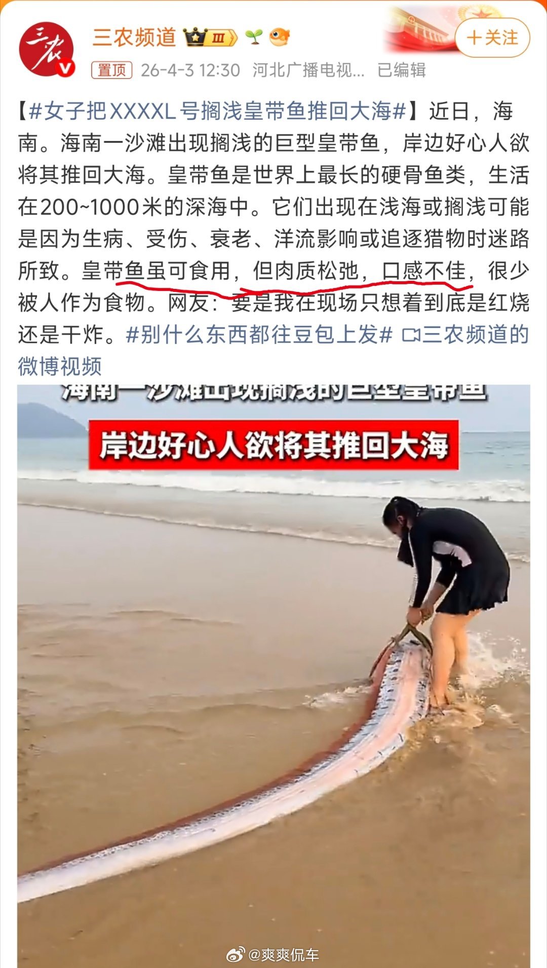女子把XXXXL号搁浅皇带鱼推回大海不好意思…我一眼就关注到了重点那就放回去吧，