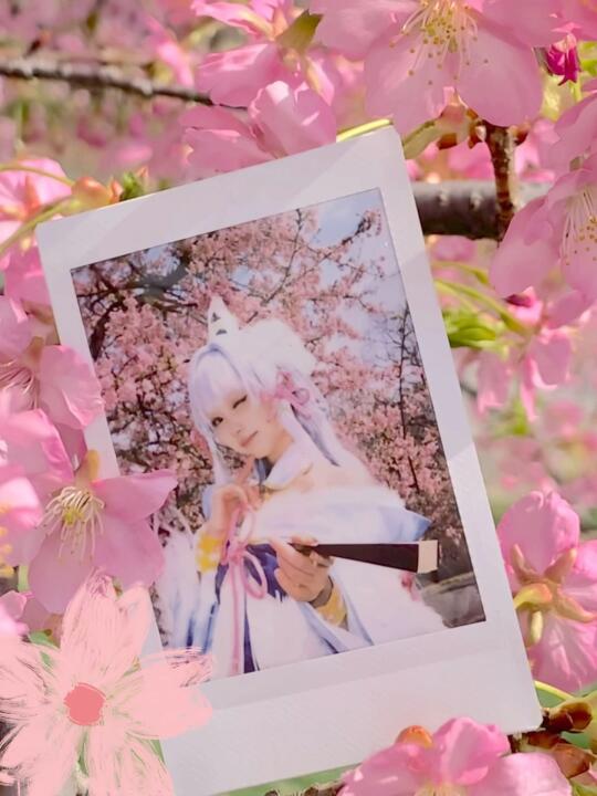 我给神里绫华拍了一张拍立得（春樱live版🌸