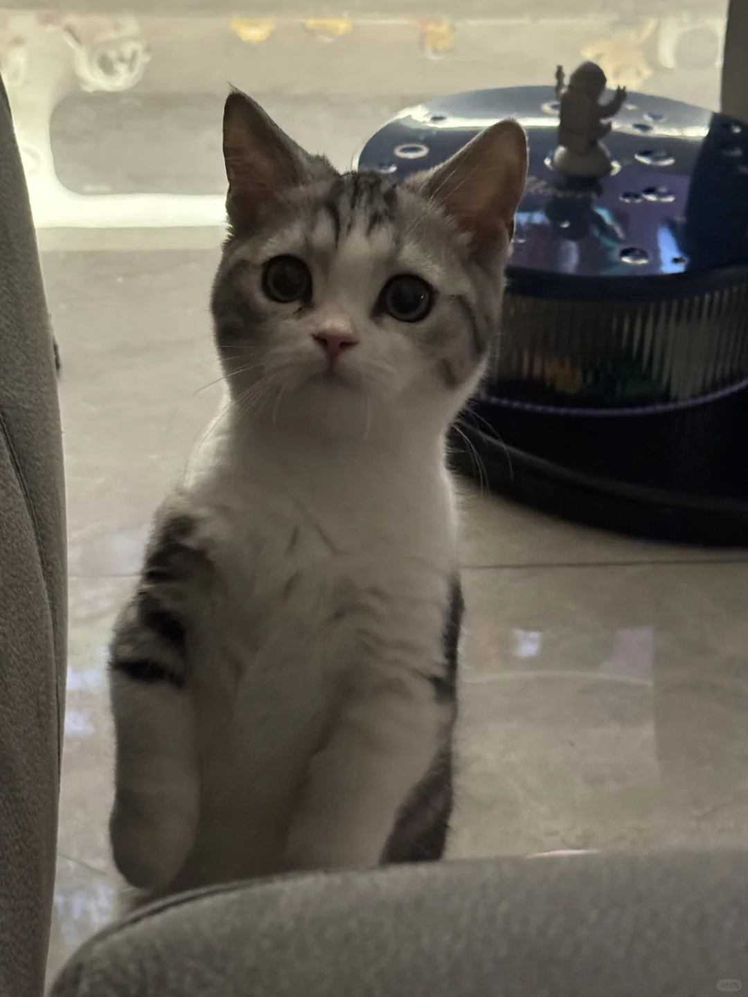 起来不愿做奴隶的咪咪