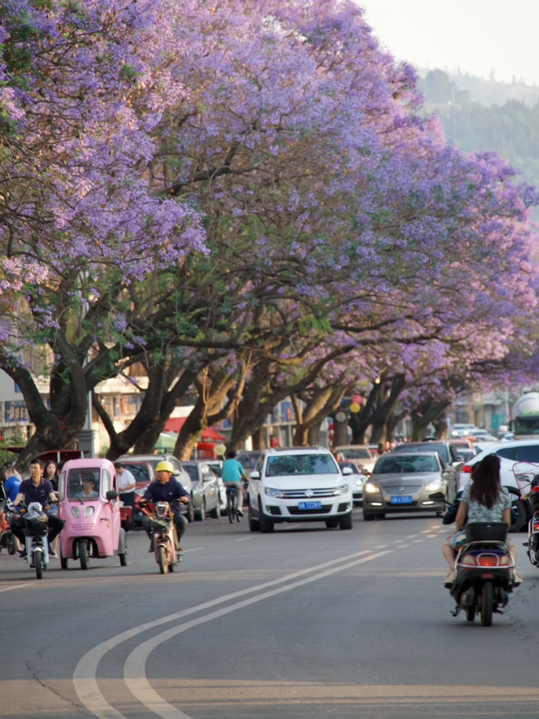 西昌颜值爆表的季节来了🔥2万株蓝花楹盛放