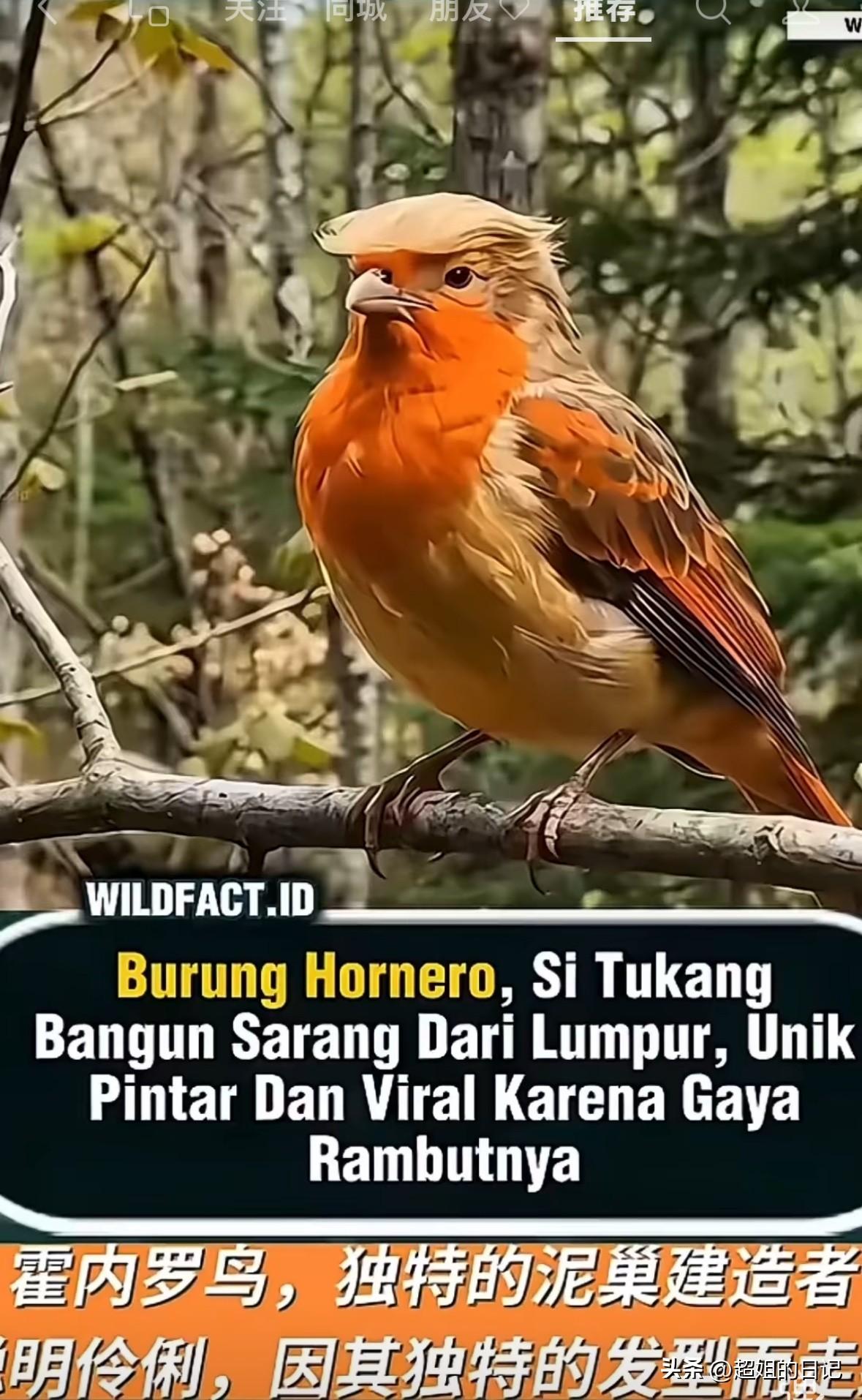 实话实说，看到这只鸟，你们想到了谁？反正第一眼，给我看乐喷了。

怎么能这么像，