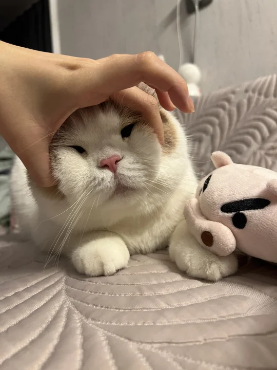 姨姨们 吾与左卫门猪公 孰美？
