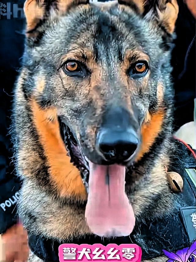 这下好了
不止云南
全国人民都知道了，警犬闪电因为上班死气沉沉，下班之后魅力四射