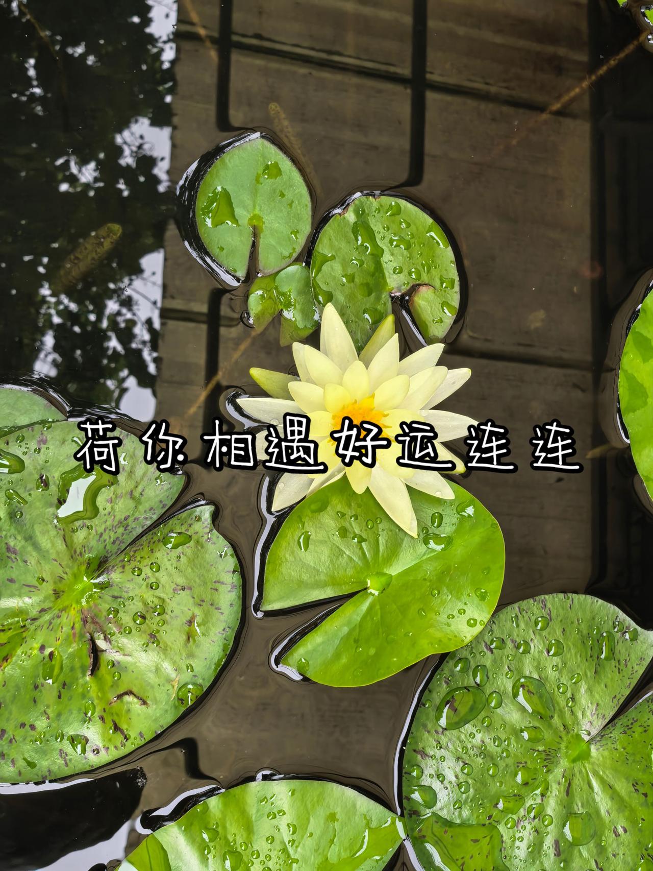 荷你相遇好运连连